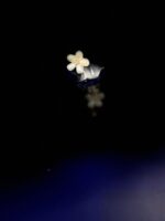 Bold Blooms flower set - Image 5