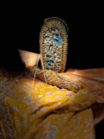 Rang bahaar basant edition - Image 6